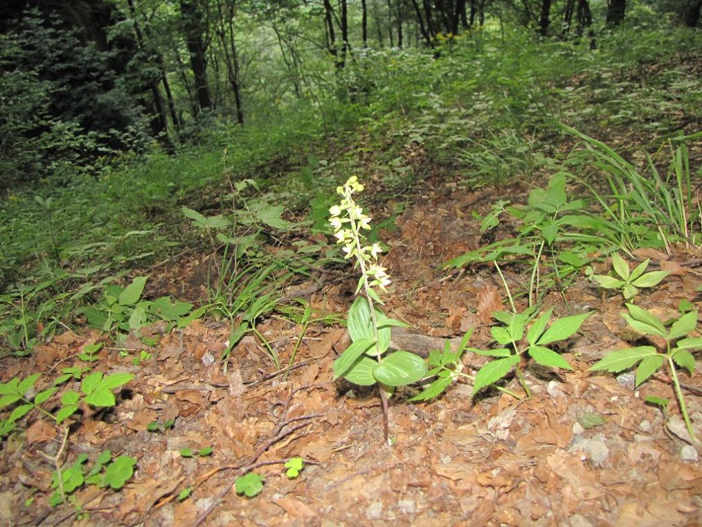 Epipactis 2: viridiflora?